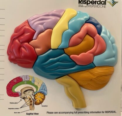 Risperdal-Brain-Model-Puzzle-Front-Brain-Close-Up