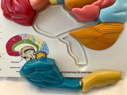 Risperdal Brain Model Puzzle Front Closeup Of Board With Parts Labels