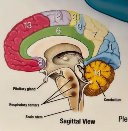 Risperdal Brain Model Puzzle Front Sagittal Close Up